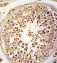 Anti-JLP antibody, N-term used in IHC (Paraffin sections) (IHC-P). GTX81548