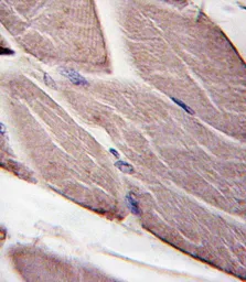 Anti-PDK4 antibody used in IHC (Paraffin sections) (IHC-P). GTX81597
