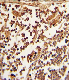 Anti-CD62L antibody, C-term used in IHC (Paraffin sections) (IHC-P). GTX81602