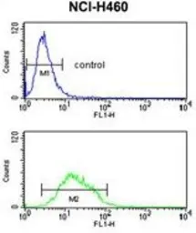 Anti-Kir2.1 antibody, C-term used in Flow cytometry (FCM). GTX81647