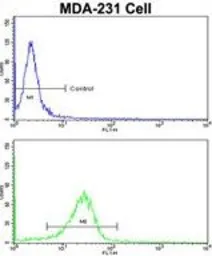 Anti-DLGAP1 antibody, N-term used in Flow cytometry (FCM). GTX81689