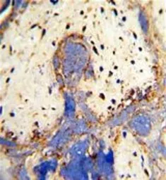 Anti-CPZ antibody, N-term used in IHC (Paraffin sections) (IHC-P). GTX81852