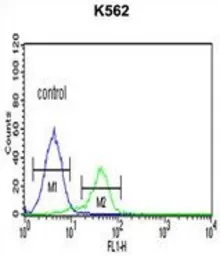 Anti-CD40L / CD154 antibody, C-term used in Flow cytometry (FCM). GTX81853