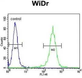 Anti-ATP5B antibody, Internal used in Flow cytometry (FCM). GTX81939