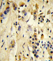 Anti-EIF4E2 antibody used in IHC (Paraffin sections) (IHC-P). GTX82524