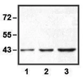 Anti-ERK1 antibody [E19] used in Western Blot (WB). GTX82557