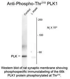 Anti-PLK1 (phospho Thr210) antibody used in Western Blot (WB). GTX82612