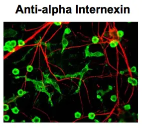 Anti-alpha Internexin antibody used in Immunocytochemistry/ Immunofluorescence (ICC/IF). GTX82742