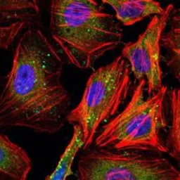 Anti-Cyclin B1 antibody [5G6] used in Immunocytochemistry/ Immunofluorescence (ICC/IF). GTX82750