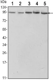 Anti-STAT3 antibody [3B5] used in Western Blot (WB). GTX82752
