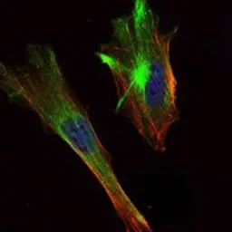 Anti-TORC2 antibody [5B10] used in Immunocytochemistry/ Immunofluorescence (ICC/IF). GTX82754