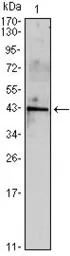 Anti-Inhibin alpha antibody [4E2] used in Western Blot (WB). GTX82761