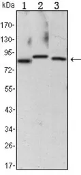 Anti-IKK alpha antibody [3G12] used in Western Blot (WB). GTX82776