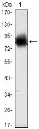Anti-KLHL21 antibody [2H4] used in Western Blot (WB). GTX82821