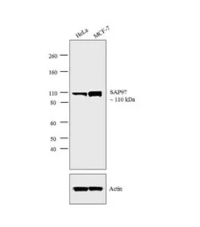 Anti-SAP97 antibody used in Western Blot (WB). GTX82842