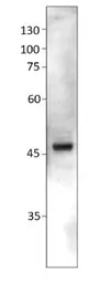 Anti-CXCR7 antibody used in Western Blot (WB). GTX82935