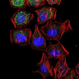 Anti-LC3B antibody used in Immunocytochemistry/ Immunofluorescence (ICC/IF). GTX82986