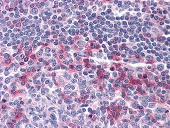 Anti-CD69 antibody [8B6] used in IHC (Paraffin sections) (IHC-P). GTX83000