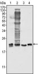 Anti-SOD1 antibody [6F5] used in Western Blot (WB). GTX83012