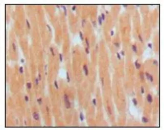 Anti-BNP antibody [8D5B4C11] used in IHC (Paraffin sections) (IHC-P). GTX83061