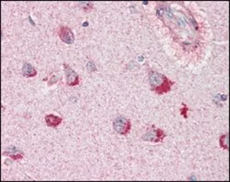 Anti-SorLA antibody [3B6B11] used in IHC (Paraffin sections) (IHC-P). GTX83063