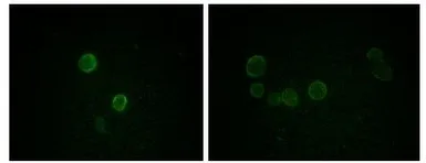 Anti-Apolipoprotein M antibody [8F12C6B8] used in Immunocytochemistry/ Immunofluorescence (ICC/IF). GTX83083
