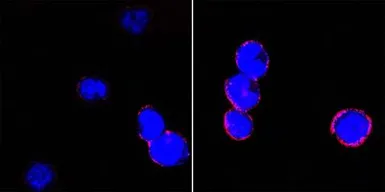 Anti-CD18 antibody [10E12] used in Immunocytochemistry/ Immunofluorescence (ICC/IF). GTX83119
