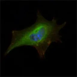 Anti-FMRP antibody [4G9] used in Immunocytochemistry/ Immunofluorescence (ICC/IF). GTX83130