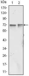 Anti-FMRP antibody [4G9] used in Western Blot (WB). GTX83130
