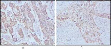 Anti-EGF antibody [9D7F11] used in IHC (Paraffin sections) (IHC-P). GTX83138