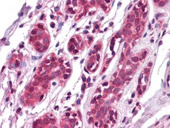 Anti-EphA7 antibody [6C8G7] used in IHC (Paraffin sections) (IHC-P). GTX83143