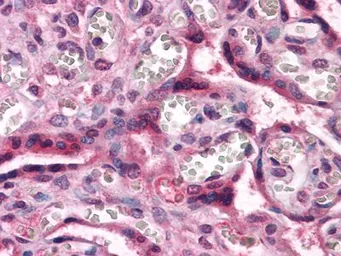 Anti-beta Catenin antibody [4D5] used in IHC (Paraffin sections) (IHC-P). GTX83185