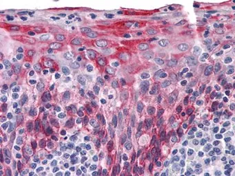 Anti-Cytokeratin 15 antibody [6E7] used in IHC (Paraffin sections) (IHC-P). GTX83193