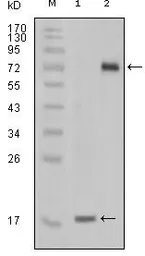 Anti-STYK1 antibody [2H2F10] used in Western Blot (WB). GTX83202
