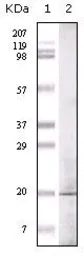 Anti-GLP antibody [1B7B4] used in Western Blot (WB). GTX83242