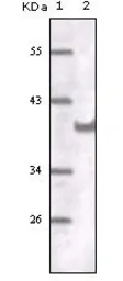 Anti-CD31 antibody [2F7B2] used in Western Blot (WB). GTX83248