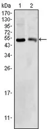 Anti-BDH1 antibody [1A5] used in Western Blot (WB). GTX83270