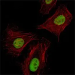 Anti-Pirh2 antibody [1H10] used in Immunocytochemistry/ Immunofluorescence (ICC/IF). GTX83290