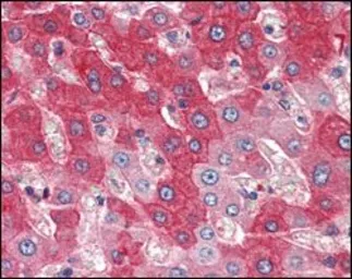 Anti-FGFR4 antibody [4H2B10B2] used in IHC (Paraffin sections) (IHC-P). GTX83291