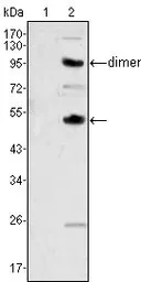 Anti-M-CSF antibody [2D10] used in Western Blot (WB). GTX83298