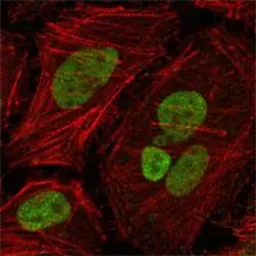 Anti-MLH1 antibody [4C9C7] used in Immunocytochemistry/ Immunofluorescence (ICC/IF). GTX83336