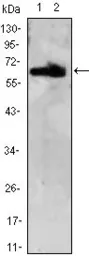 Anti-ThPok antibody [7C12] used in Western Blot (WB). GTX83353