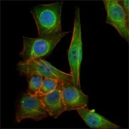 Anti-beta Tubulin 3/ Tuj1 antibody [2E9] used in Immunocytochemistry/ Immunofluorescence (ICC/IF). GTX83356