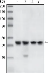 Anti-Chk1 antibody [2G1D5] used in Western Blot (WB). GTX83385