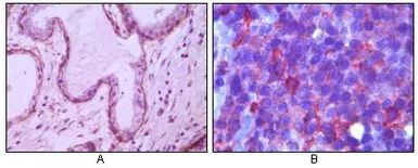 Anti-CD10 antibody [2A1H5E1] used in IHC (Paraffin sections) (IHC-P). GTX83393