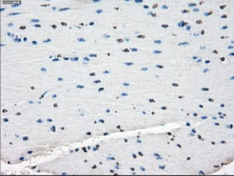 Anti-Tristetraprolin antibody [8B5] used in IHC (Paraffin sections) (IHC-P). GTX83404