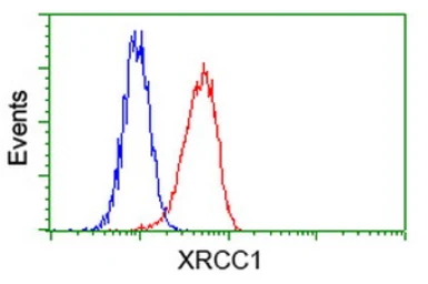 Anti-XRCC1 antibody [2G8] used in Flow cytometry (FCM). GTX83410