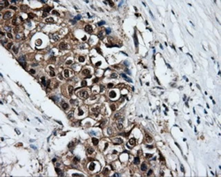 Anti-XRCC1 antibody [2D8] used in IHC (Paraffin sections) (IHC-P). GTX83411