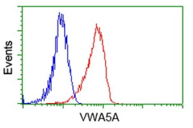 Anti-VWA5A antibody [3D6] used in Flow cytometry (FCM). GTX83424