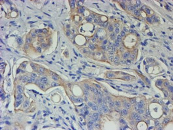 Anti-VEGFA antibody [4G3] used in IHC (Paraffin sections) (IHC-P). GTX83425